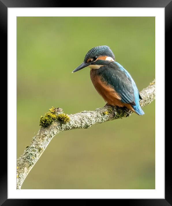Kingfisher perching Framed Mounted Print by Jonathan Thirkell