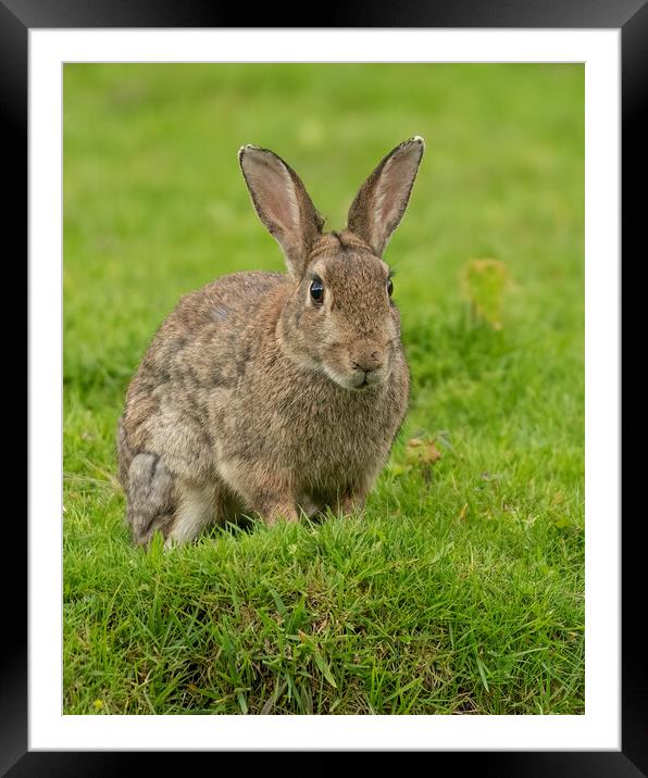 Wild Rabbit Resting Framed Mounted Print by Jonathan Thirkell