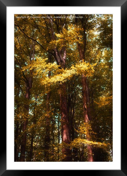 Leaves Of Gold Framed Mounted Print by Christine Lake