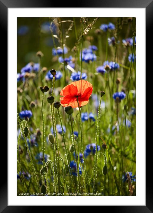 Plant flower Framed Mounted Print by Simon Johnson