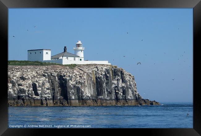 "Wings Over Farne: A Vibrant Maritime Haven" Framed Print by Andrew Bell