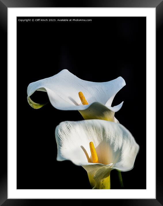 A Radiant Symphony of Elegance Framed Mounted Print by Cliff Kinch