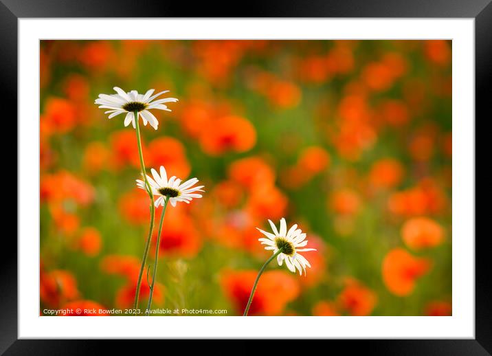 "A Serene Trio: Embracing the Poppy Field" Framed Mounted Print by Rick Bowden
