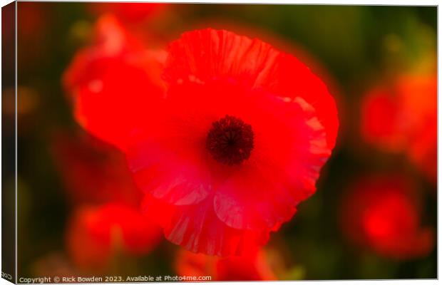 Radiant Scarlet Blossom Canvas Print by Rick Bowden
