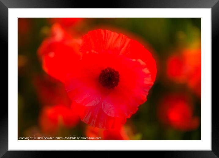 Radiant Scarlet Blossom Framed Mounted Print by Rick Bowden
