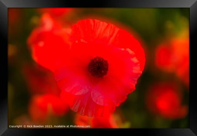 Radiant Scarlet Blossom Framed Print by Rick Bowden