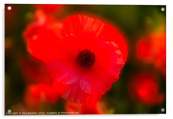 Radiant Scarlet Blossom Acrylic by Rick Bowden