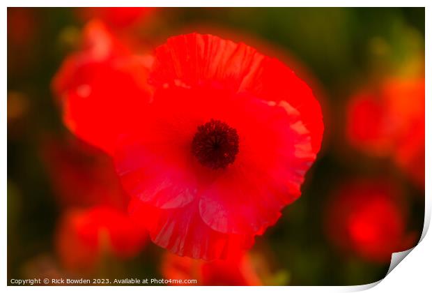 Radiant Scarlet Blossom Print by Rick Bowden