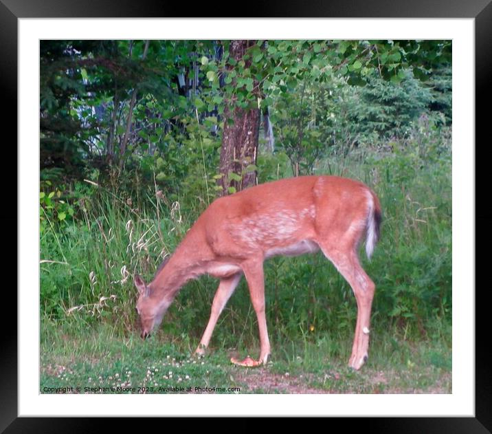 A deer eating grass in a field Framed Mounted Print by Stephanie Moore