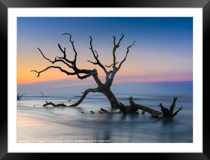 The Boneyard 23/11 Framed Mounted Print by DiFigiano Photography