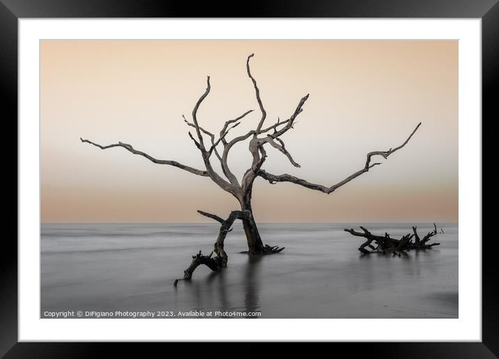 The Boneyard 23/12 Framed Mounted Print by DiFigiano Photography