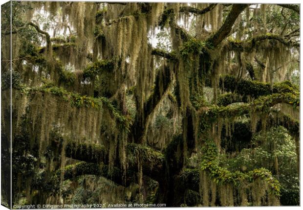 Live Oak and Spanish Moss Canvas Print by DiFigiano Photography