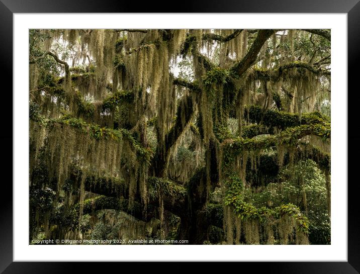 Live Oak and Spanish Moss Framed Mounted Print by DiFigiano Photography