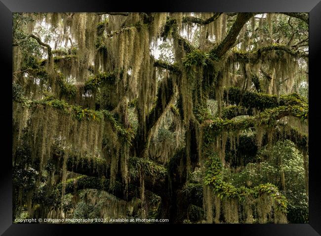 Live Oak and Spanish Moss Framed Print by DiFigiano Photography