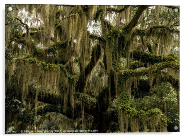 Live Oak and Spanish Moss Acrylic by DiFigiano Photography