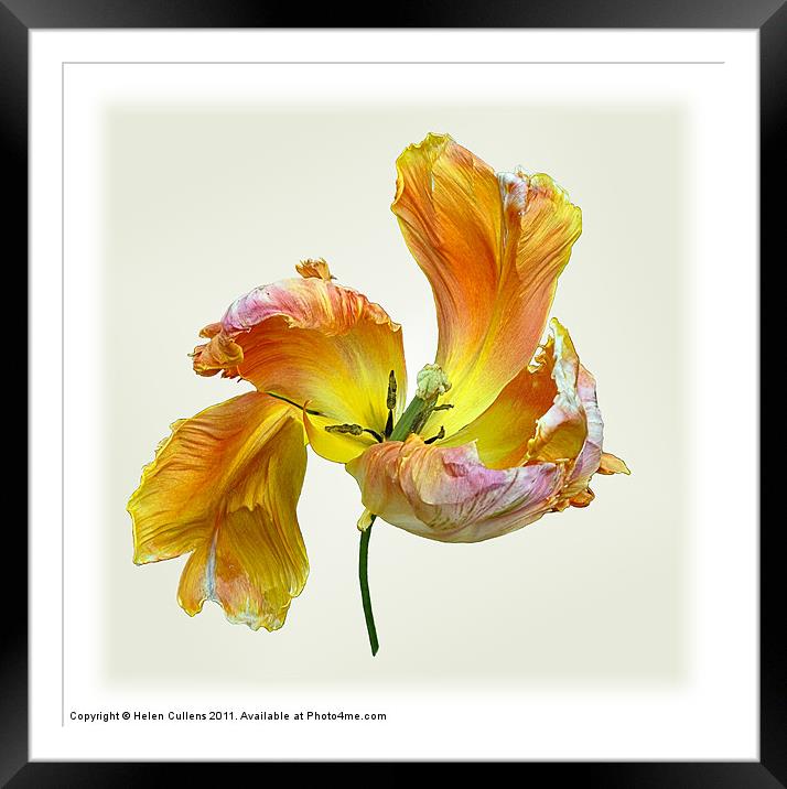PARROT TULIP Framed Mounted Print by Helen Cullens
