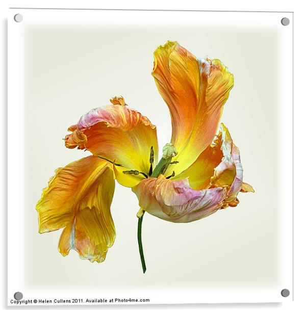 PARROT TULIP Acrylic by Helen Cullens
