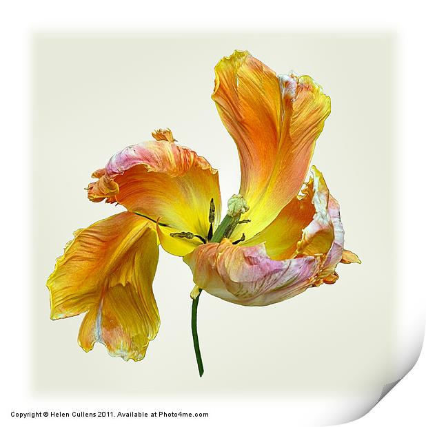 PARROT TULIP Print by Helen Cullens