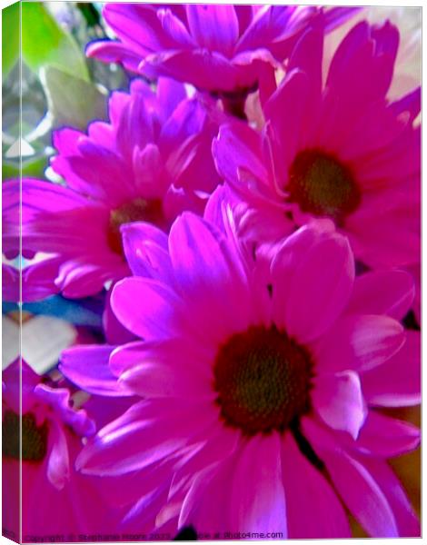 Pink daisies Canvas Print by Stephanie Moore