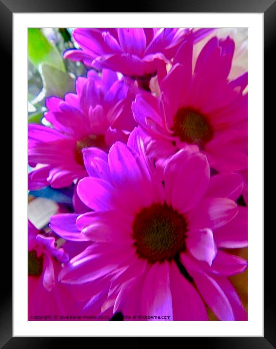 Pink daisies Framed Mounted Print by Stephanie Moore