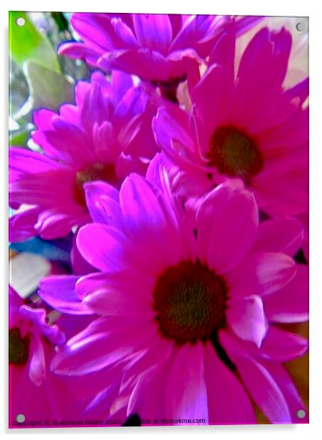 Pink daisies Acrylic by Stephanie Moore