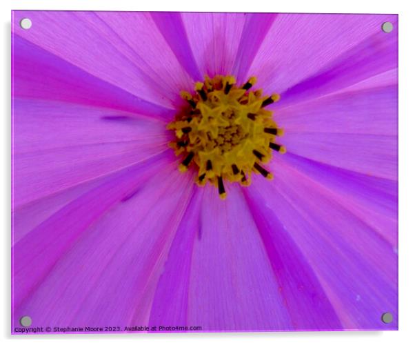 pink daisy Acrylic by Stephanie Moore