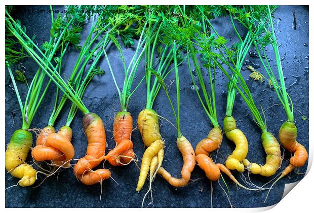 Wonky Carrots Print by Jim Jones