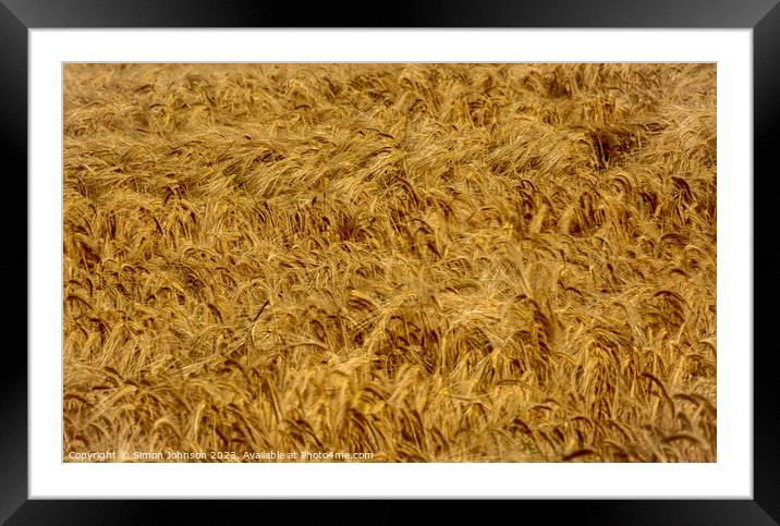 wind blown wheat Framed Mounted Print by Simon Johnson