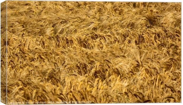 wheat field Canvas Print by Simon Johnson