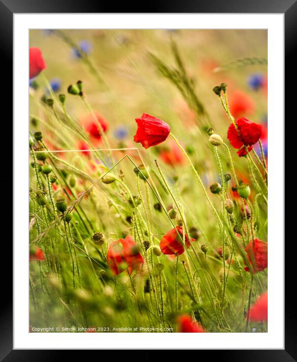 Wind blown poppies Framed Mounted Print by Simon Johnson
