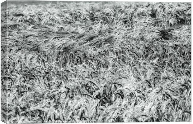 Wind blown wheat black and white Canvas Print by Simon Johnson