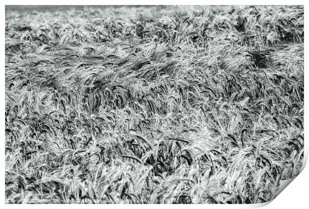 Wind blown wheat black and white Print by Simon Johnson