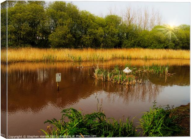 "Graceful Swan Protecting its Nest" Canvas Print by Stephen Hamer