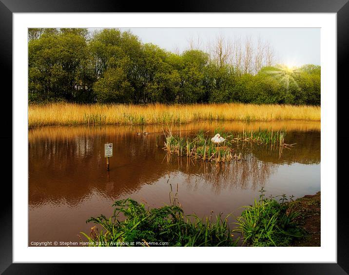 "Graceful Swan Protecting its Nest" Framed Mounted Print by Stephen Hamer