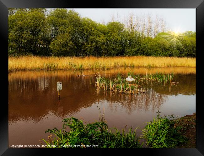 "Graceful Swan Protecting its Nest" Framed Print by Stephen Hamer