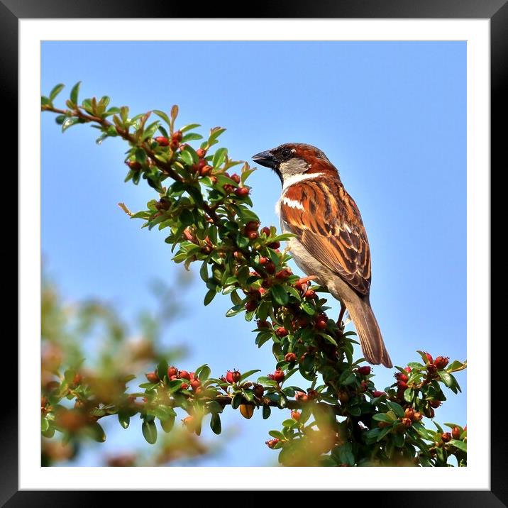 House Sparrow Framed Mounted Print by Susan Snow