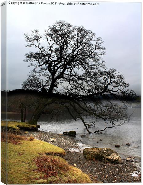 Lonely tree Canvas Print by Catherine Fowler