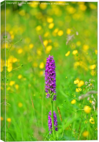 Marsh Orchids in a summer meadow Canvas Print by Navin Mistry