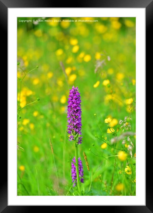 Marsh Orchids in a summer meadow Framed Mounted Print by Navin Mistry
