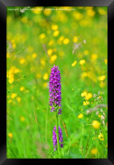 Marsh Orchids in a summer meadow Framed Print by Navin Mistry