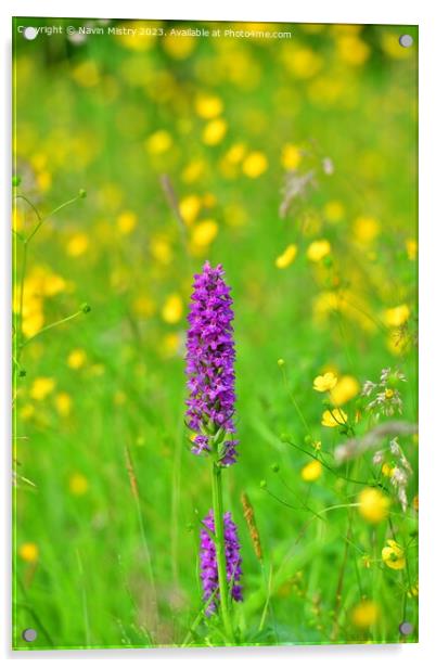 Marsh Orchids in a summer meadow Acrylic by Navin Mistry