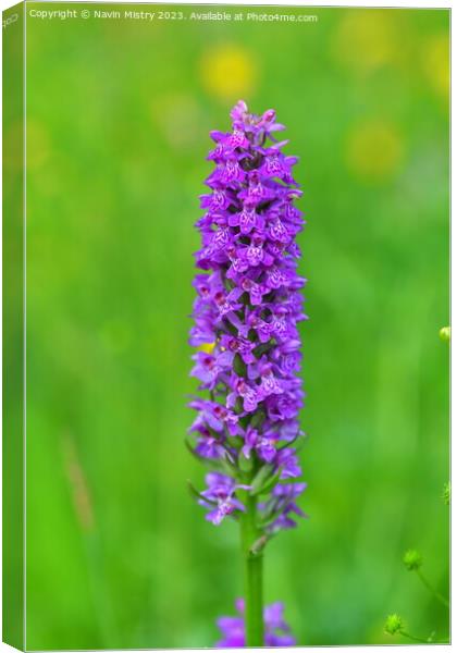 Marsh Orchid Canvas Print by Navin Mistry