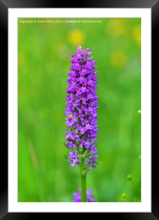 Marsh Orchid Framed Mounted Print by Navin Mistry