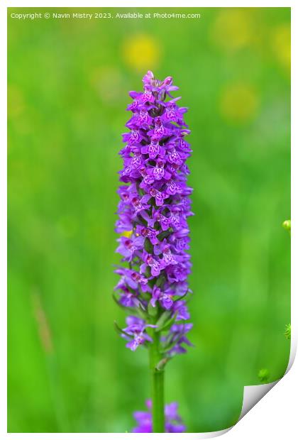 Marsh Orchid Print by Navin Mistry