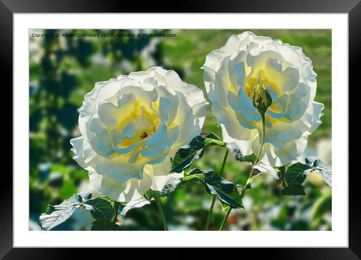 Sunlit Roses Framed Mounted Print by Alison Chambers