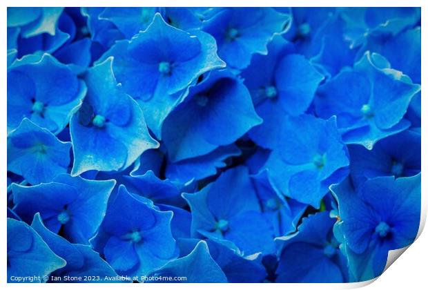 Blue Hydrangea Print by Ian Stone