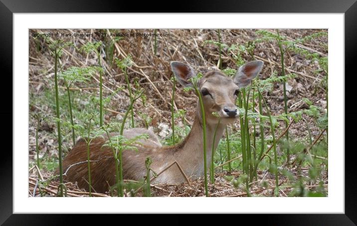 Graceful Fawn Gazing in Serene Wilderness Framed Mounted Print by Mark Chesters