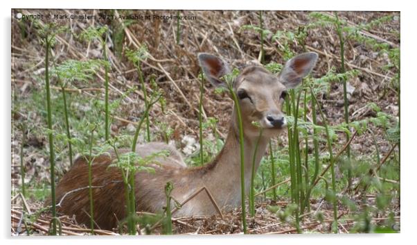 Graceful Fawn Gazing in Serene Wilderness Acrylic by Mark Chesters