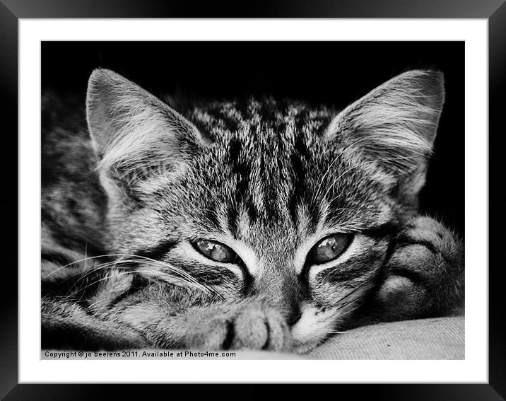 stray kitten Framed Mounted Print by Jo Beerens