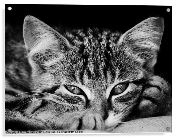 stray kitten Acrylic by Jo Beerens